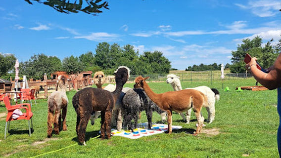 Alpaka Rancho Prawików