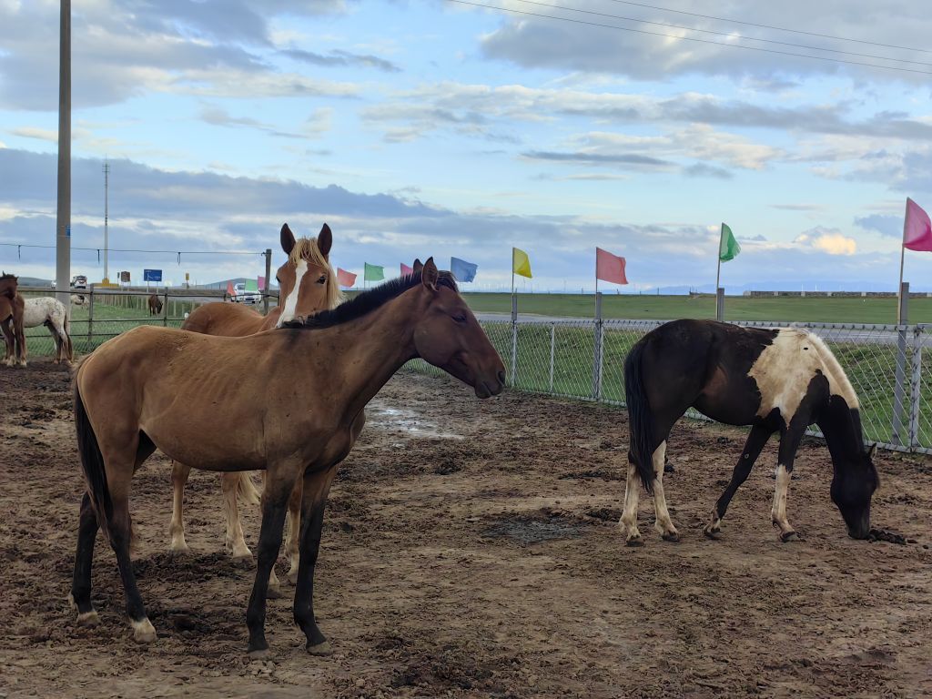 Naadam