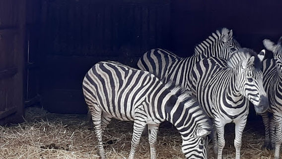 Animal Park Bouillon