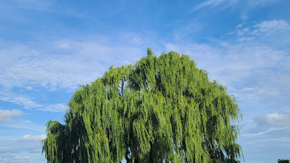 Cleveland Script Sign - Edgewater Park