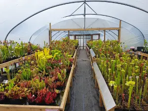 Farmyard Nurseries