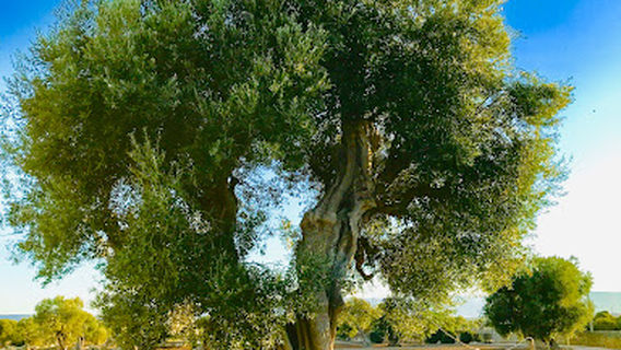Museo Archeologico Di Egnazia