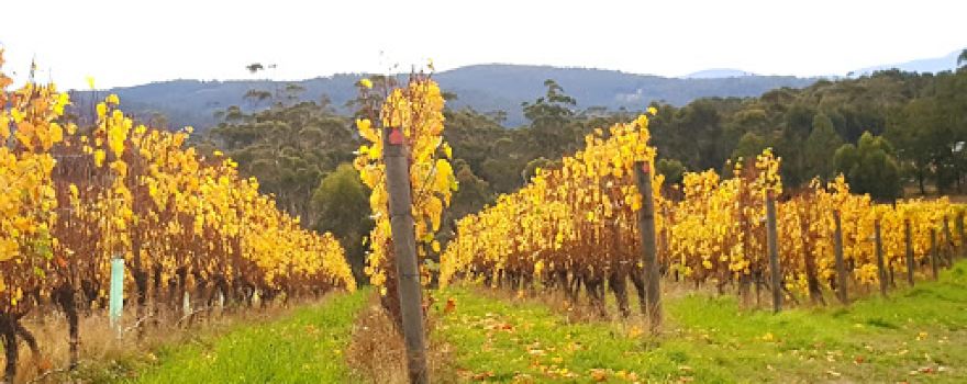 Panorama Vineyard