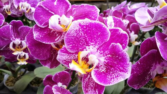 Orchid Park Indonesia Permai