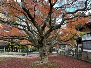 Raizansennyoji Taihioin