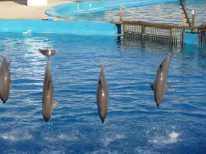Valencia's Aquarium
