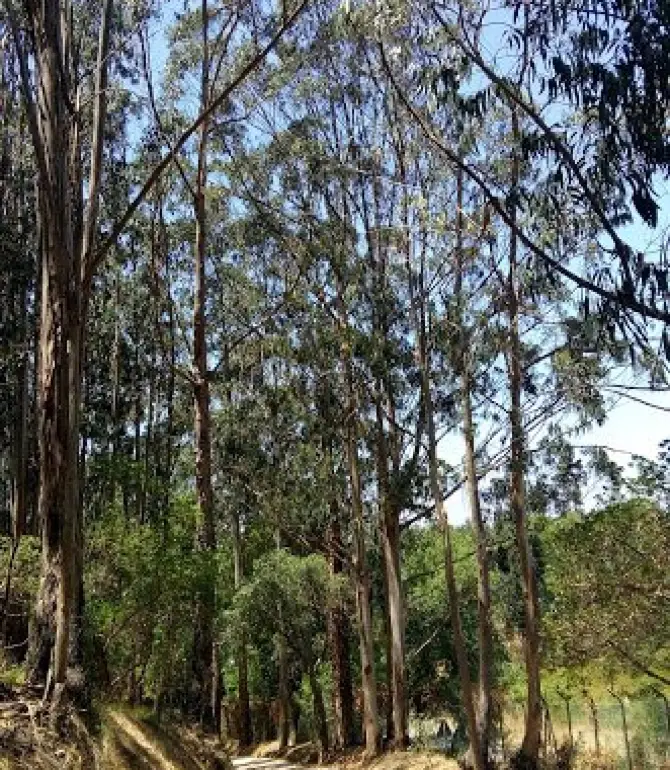 Venda do Pinheiro