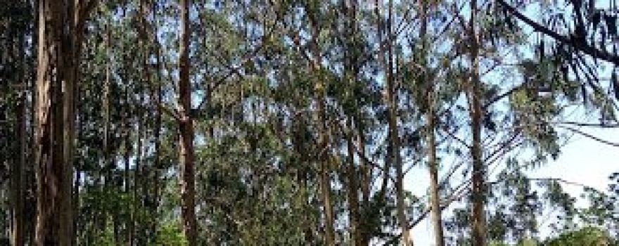 Venda do Pinheiro