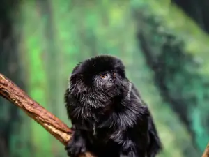 Lake Superior Zoo
