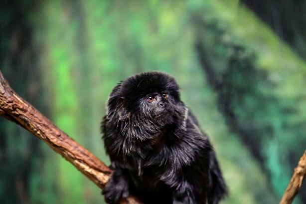 Lake Superior Zoo