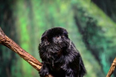 Lake Superior Zoo
