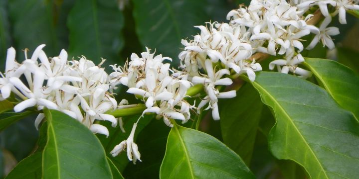 Kona Coffee Living History Farm
