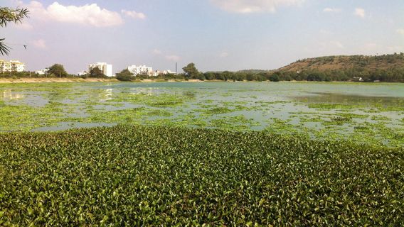 Pashan Lake