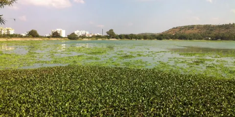 Pashan Lake