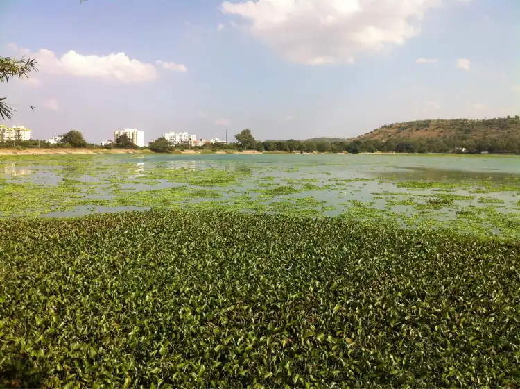Hotels near Pashan Lake