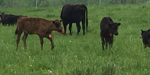 Bobolink Dairy & Bakehouse