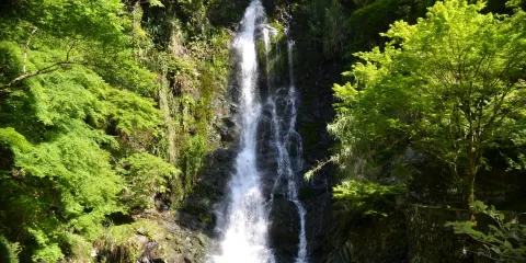 滝の観音（長滝山霊源院）