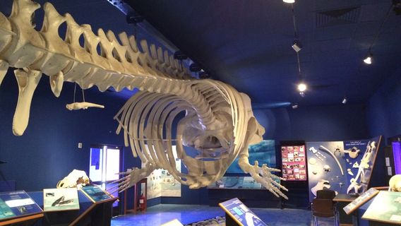 Natural History Museum