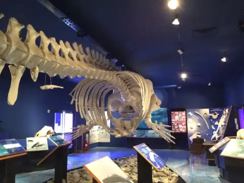 Hotels near Natural History Museum