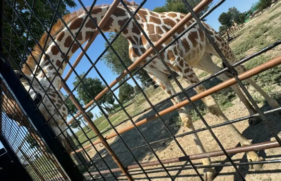 Safari Ravenna門票成人