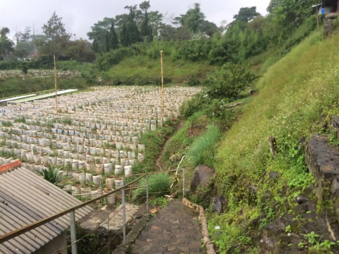 Hotel dekat Puncak Berry Farm