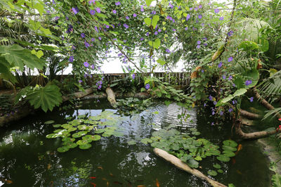 The Carbet Amazon
