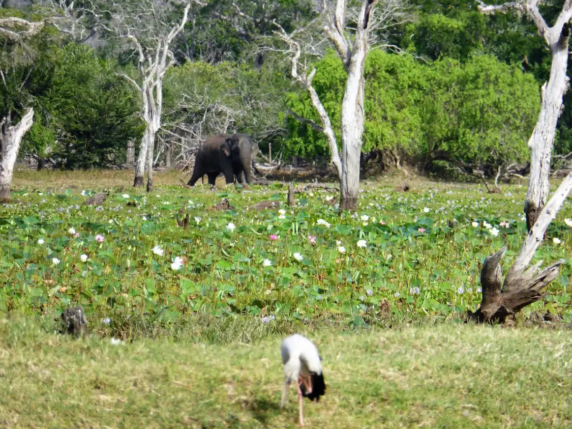 Hotels near Okanda Devalaya