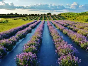 Apple Hill Lavender