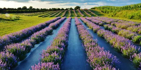 Apple Hill Lavender