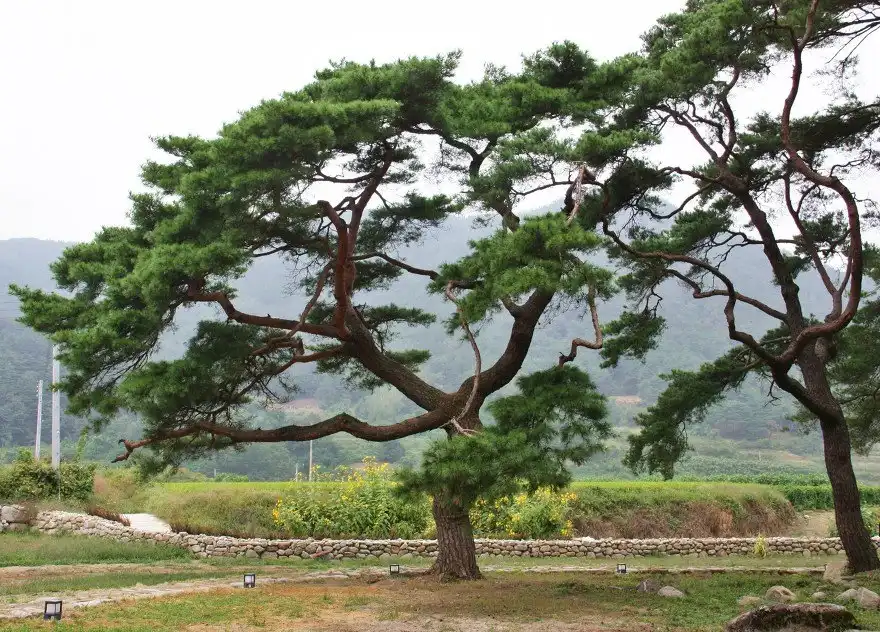 대율리 송림 주변 호텔