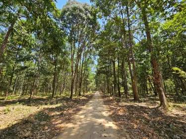 Nam Cát Tiên