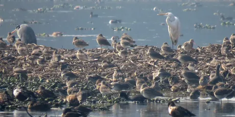 Surajpur Bird Sanctuary