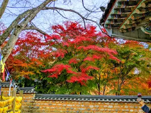 Tripitaka Koreana