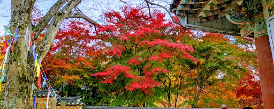 Tripitaka Koreana