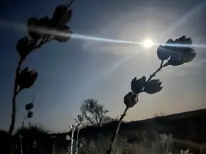 High Plains Hunts