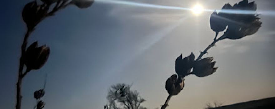 High Plains Hunts