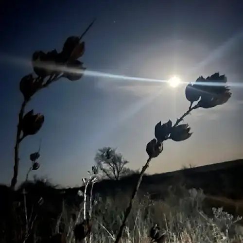 High Plains Hunts