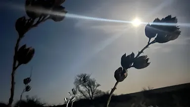 High Plains Hunts