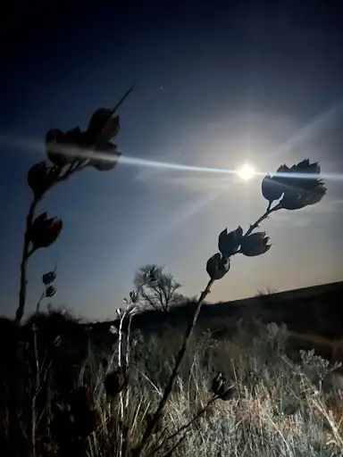 High Plains Hunts