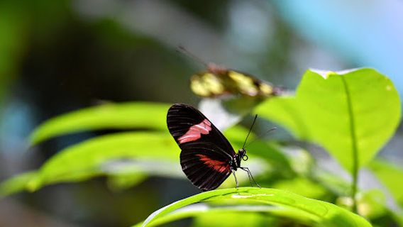 Butterfly Gardens @ Middleton Common Farm