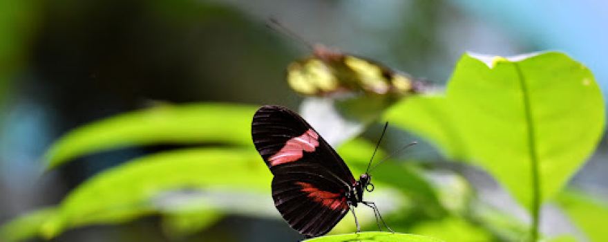 Butterfly Gardens @ Middleton Common Farm