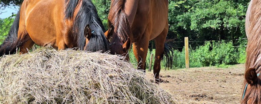 Equina Lovasfarm