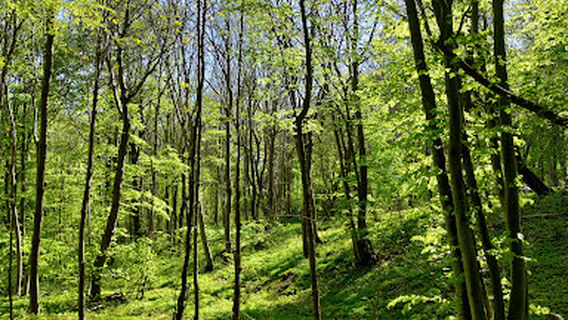 Kvalitetssti Møns Klint