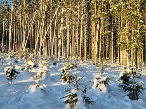 Bois Jacques Foxholes 101st Easy Company