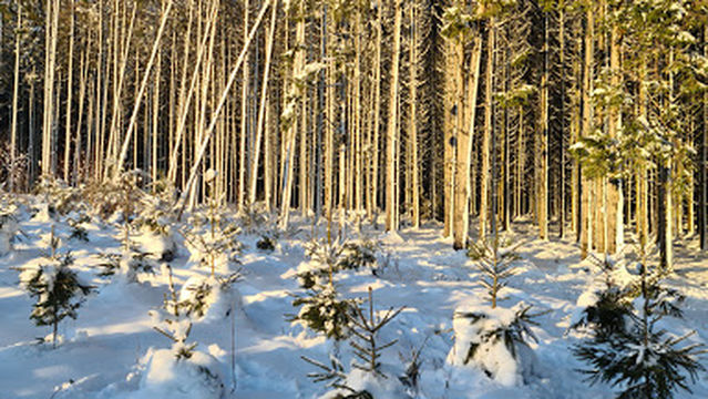 Bois Jacques Foxholes 101st Easy Company