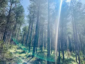 Bosque Animado