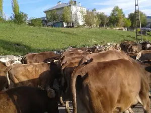 Kaymakam Hüseyin Karameşe Parkı