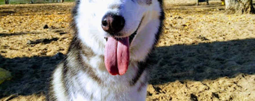 para Perros Park