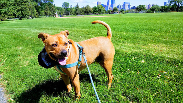 Bryn Mawr Meadows Park