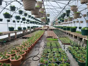 Northern Flowers Garden Center/ Plant Man